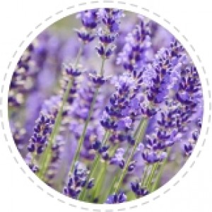 Lavender Essential Oil