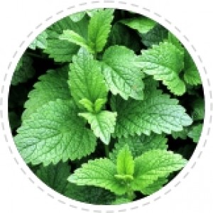 Melisa Officinallis (lemon balm) Essential oil