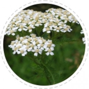 Yarrow Essential Oil