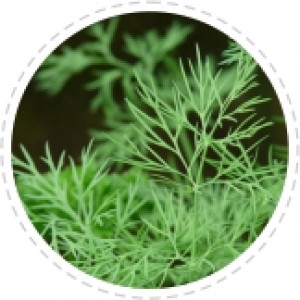 Dill essential oil