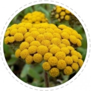 Helichrysum Italicum oil